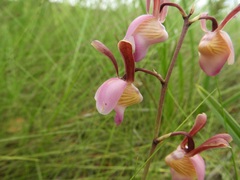 Eulophia coeloglossa image