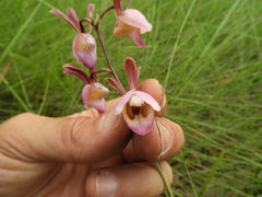 Eulophia coeloglossa image