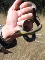 Coluber constrictor oaxaca
