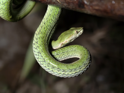 Trimeresurus nujiang