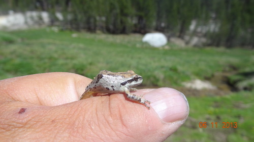 iNaturalist observation photo of Pacific chorus frog