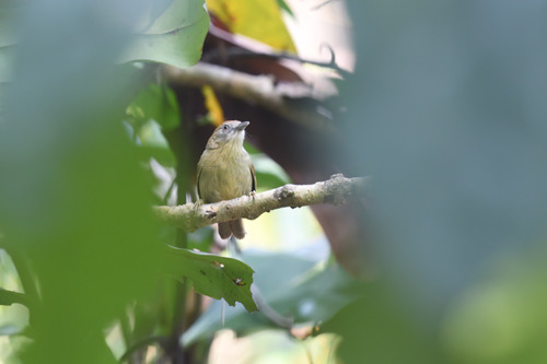 Grey-faced Tit-Babbler (Mixornis kelleyi), photo 5