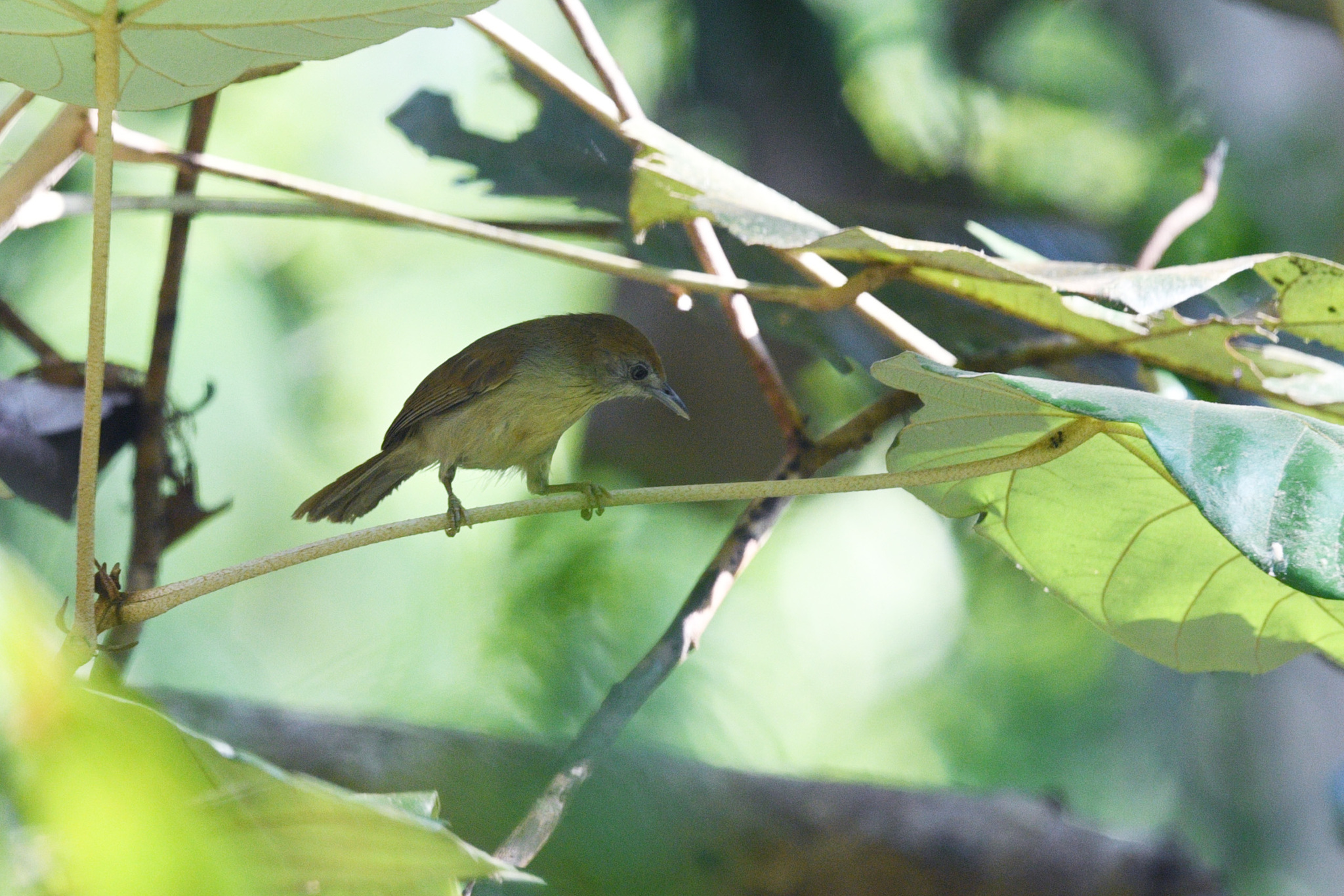 Grey-faced Tit-Babbler illustration