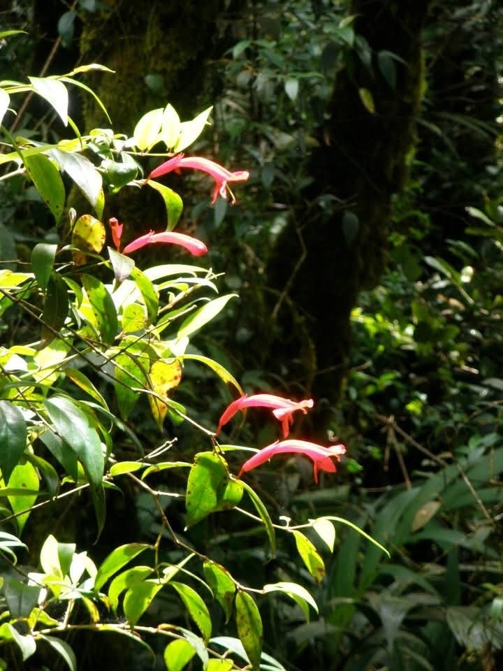 Aeschynanthus rhododendron Ridl.