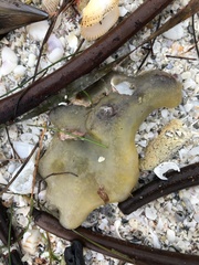 Aplidium stellatum