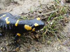 Salamandra salamandra