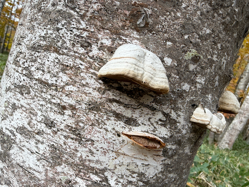 Fomes fomentarius