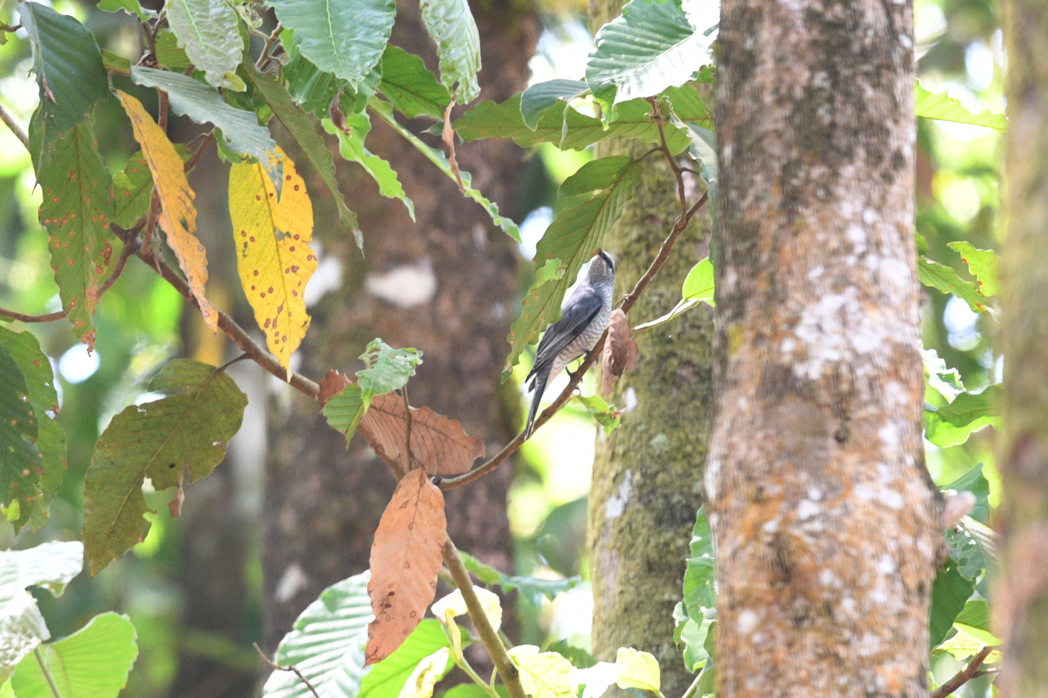 Indochinese Cuckooshrike (Lalage polioptera)