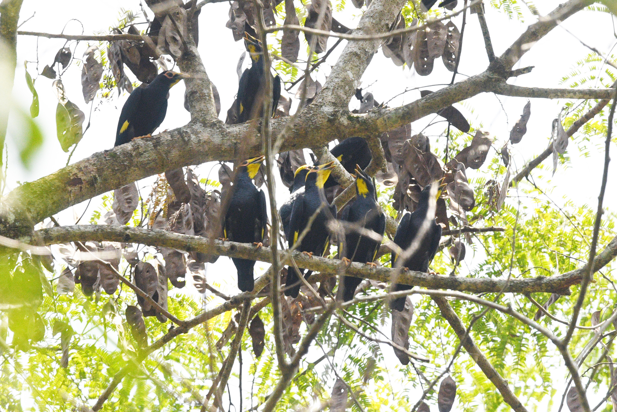 Golden-crested Myna