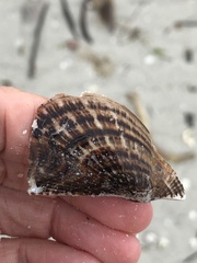 Pteria colymbus
