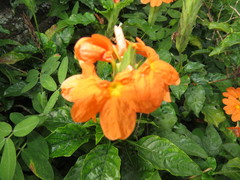 Crossandra infundibuliformis