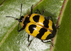 Oligocorynus jansoni
