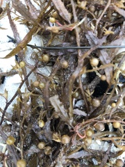 Sargassum filipendula