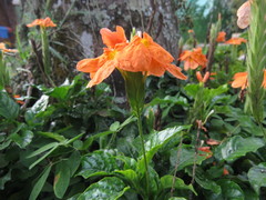 Crossandra infundibuliformis