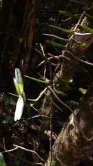 Campylocentrum densiflorum