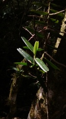 Campylocentrum densiflorum