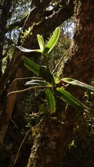 Campylocentrum densiflorum