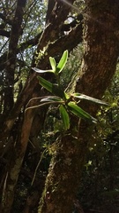 Campylocentrum densiflorum