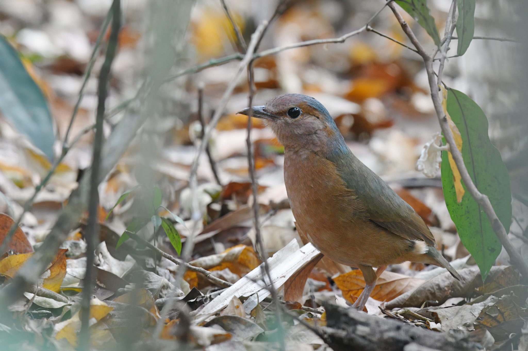 Blue-rumped Pitta