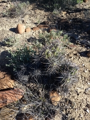 Corynopuntia invicta