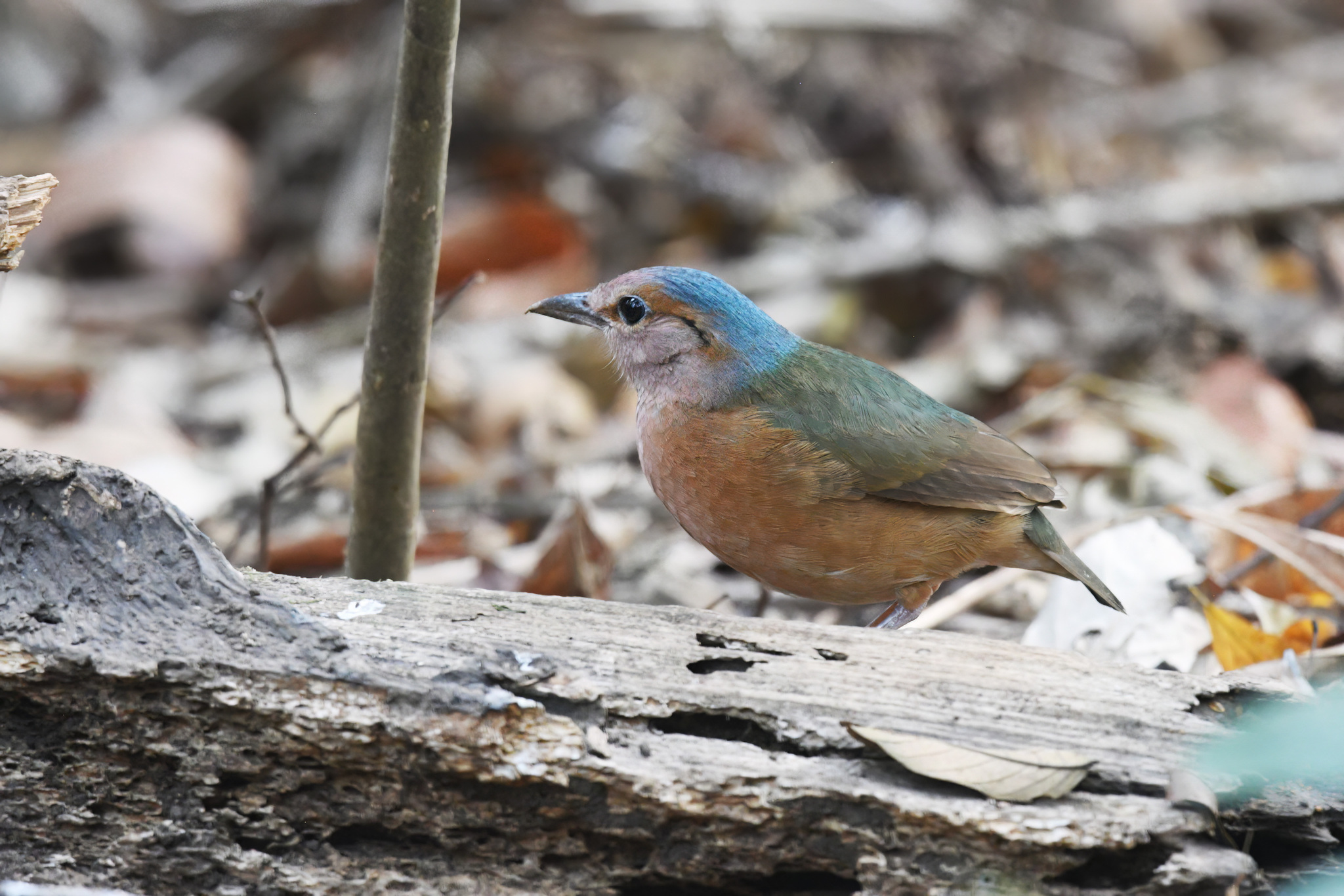 Blue-rumped Pitta
