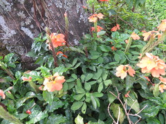 Crossandra infundibuliformis