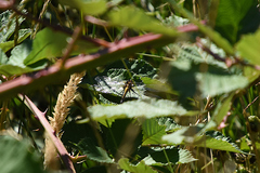 Leucorrhinia intacta
