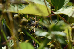 Leucorrhinia intacta