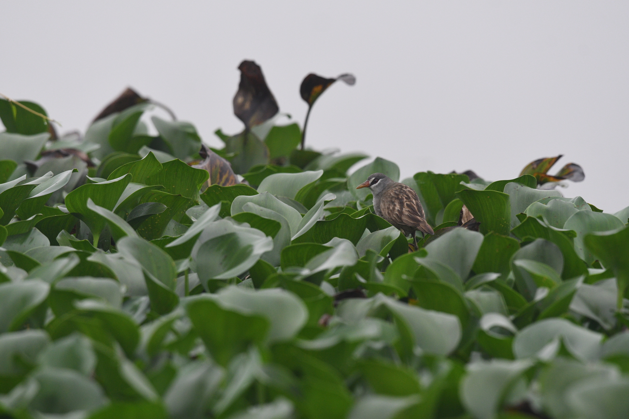 White-browed Crake