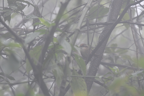 Rusty-capped Fulvetta (Schoeniparus dubius), photo 3