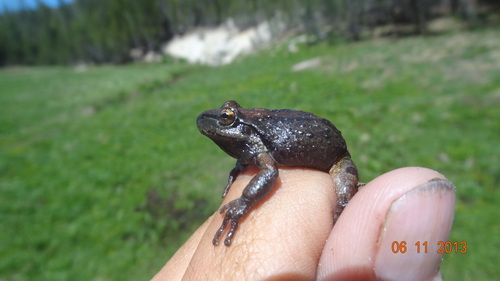 iNaturalist observation photo of Pacific chorus frog