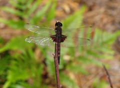 Celithemis ornata