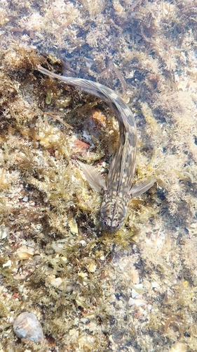 Istiblennius pox