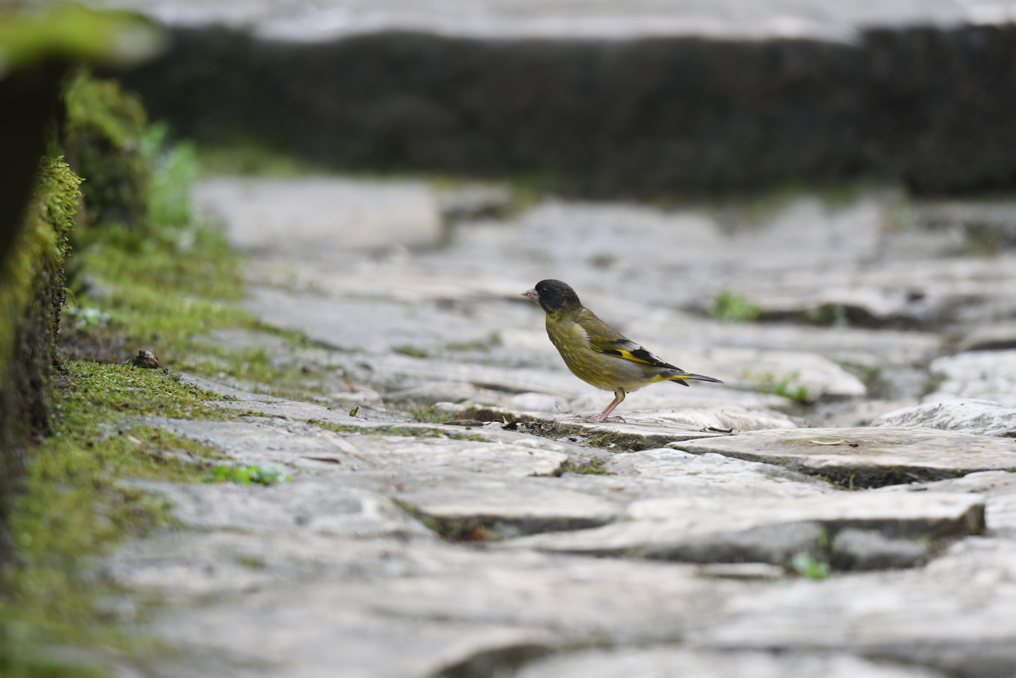 Black-headed Greenfinch illustration