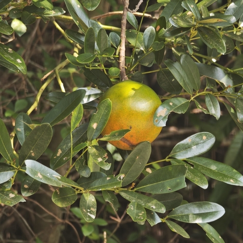Mountain Orange (Melodinus suaveolens)