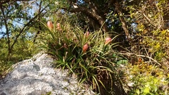 Aechmea recurvata