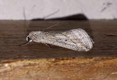 Evergestis desertalis