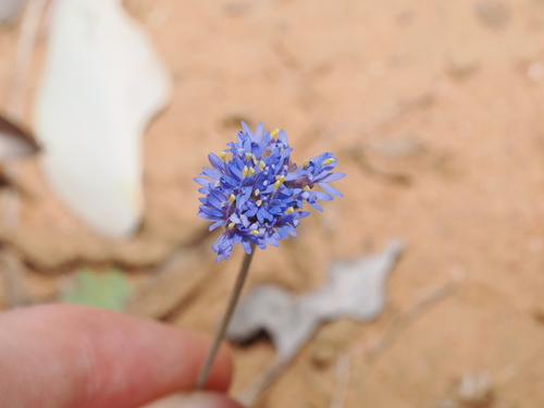 Brunonia australis (Brunonia australis)