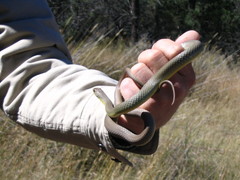 Coluber constrictor oaxaca