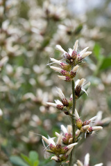 Baccharis glomeruliflora