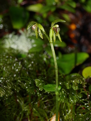 Townsonia deflexa
