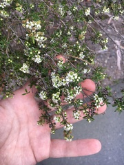 Kunzea tenuicaulis
