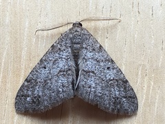 Digrammia muscariata