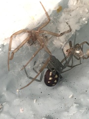 Steatoda grossa