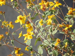 Bahiopsis triangularis