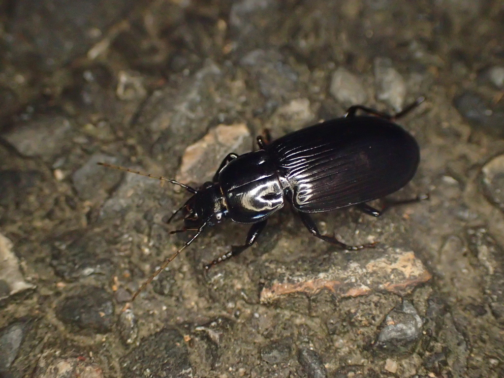 スナハラゴミムシ