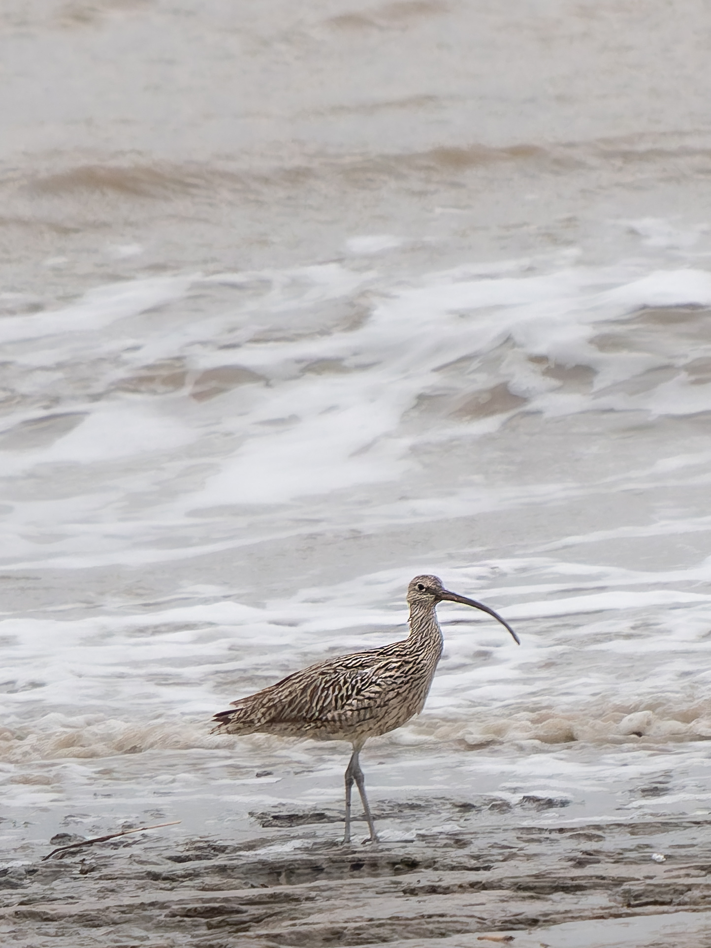 Far Eastern Curlew