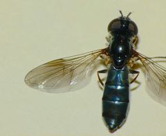 Eocheilosia lignudus