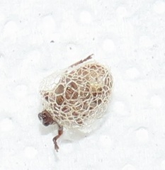 Hyperinae