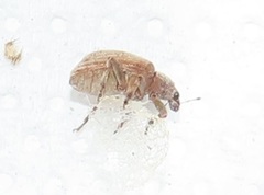 Hyperinae